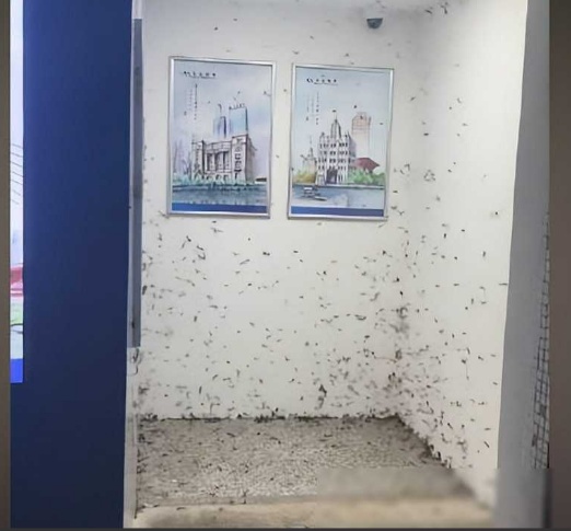 比暴雨还可怕!这东西正“空袭”重庆,很多人都崩溃了…… 比暴雨还可怕!这东西正“空袭”重庆,很多人都崩溃了……