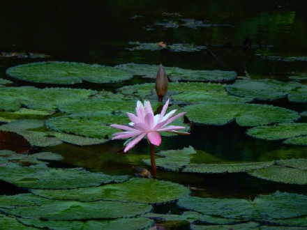 好运连连！广州莲花山惊现罕见双色睡莲