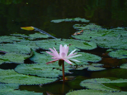 好运连连！广州莲花山惊现罕见双色睡莲
