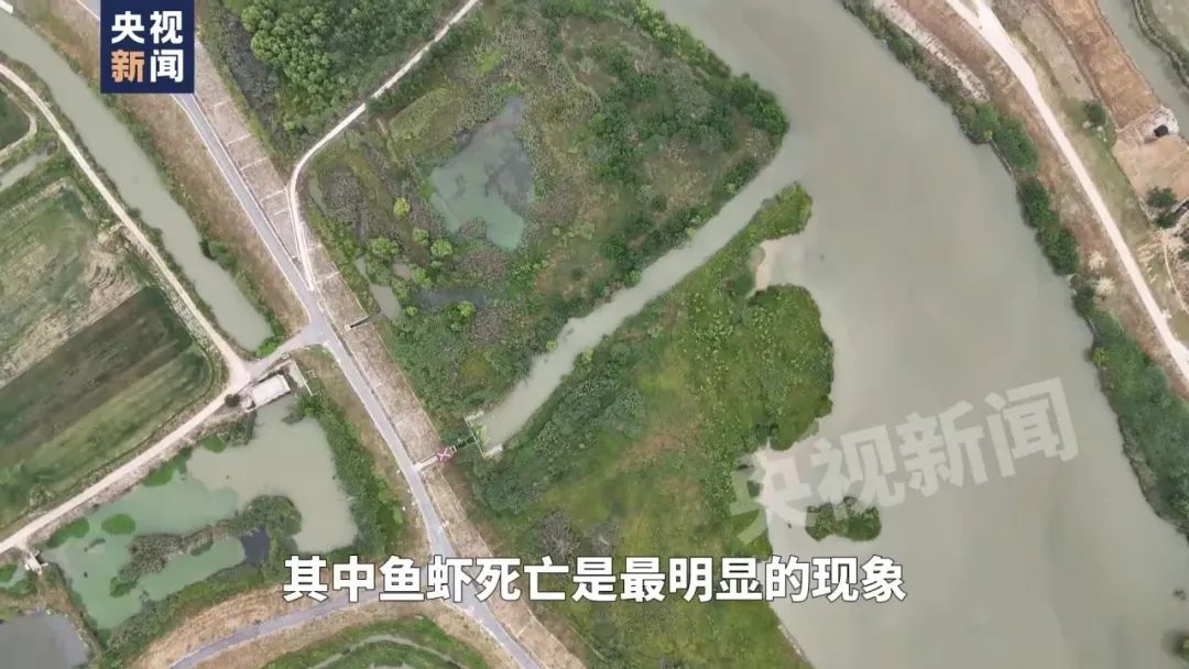 一线调查！恶臭熏天、大量鱼虾死亡，这条长江支流怎么了？