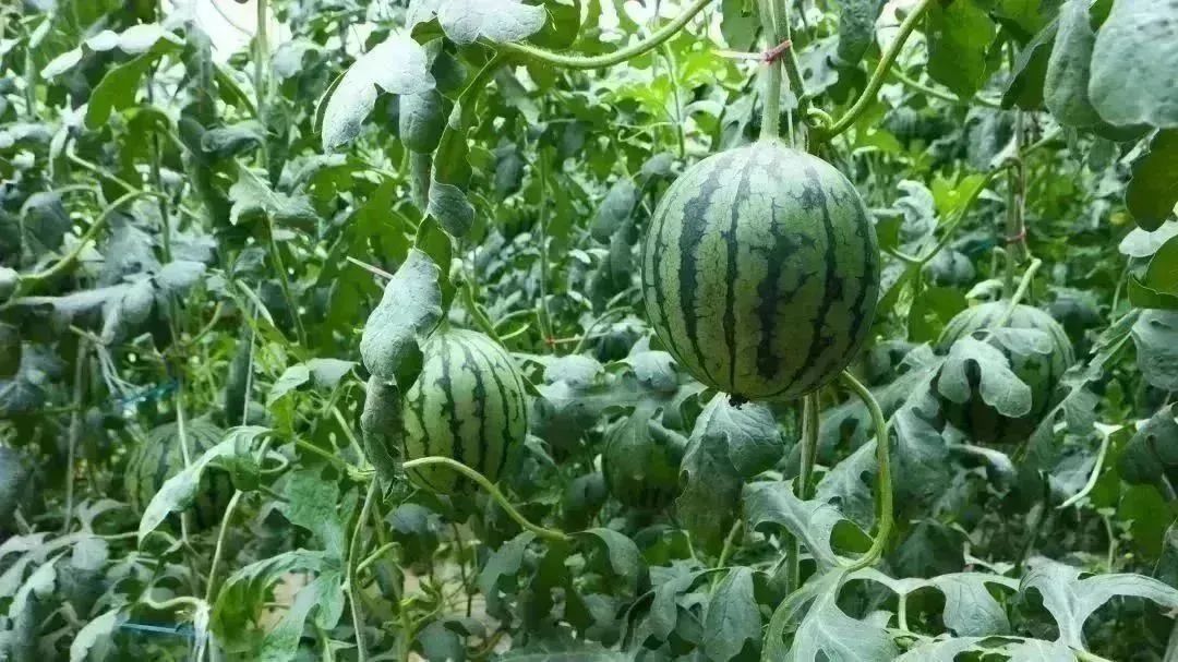 西瓜熟啦！快来北京这些地方采摘今夏第一颗瓜——