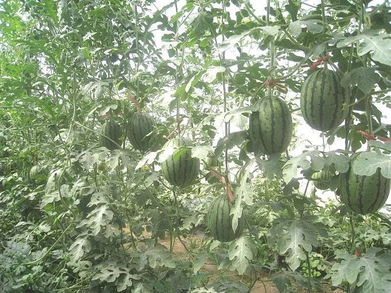 西瓜熟啦！快来北京这些地方采摘今夏第一颗瓜——