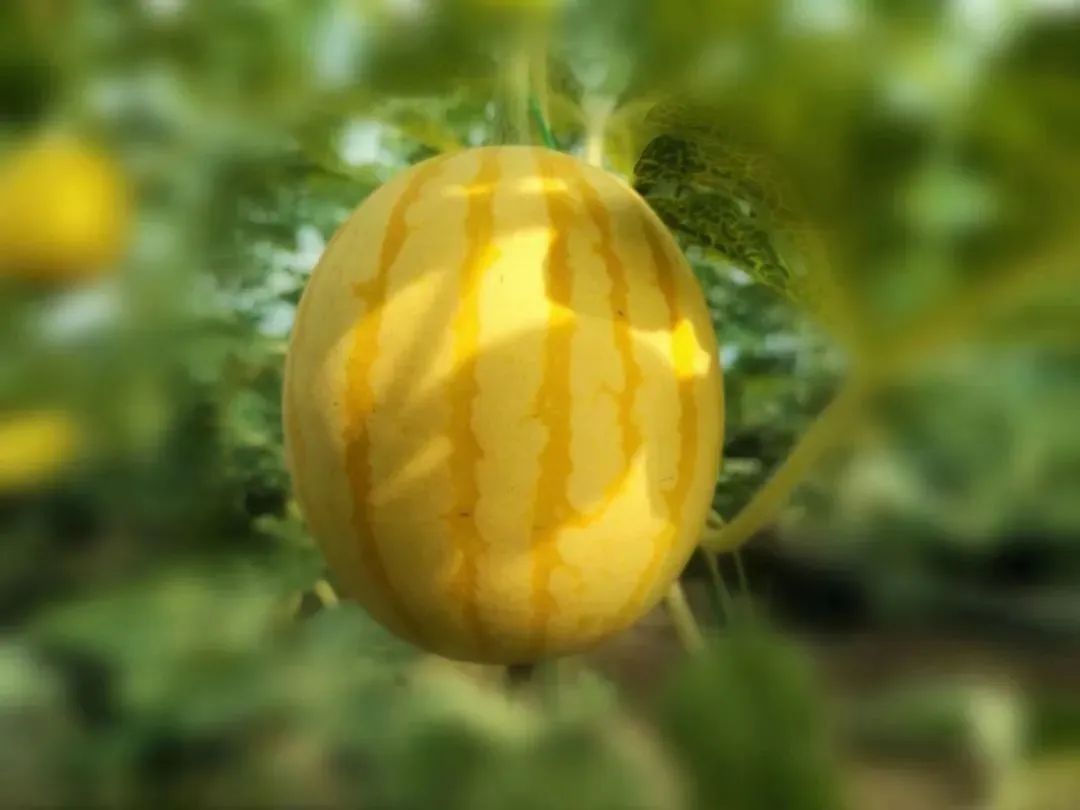 西瓜熟啦！快来北京这些地方采摘今夏第一颗瓜——