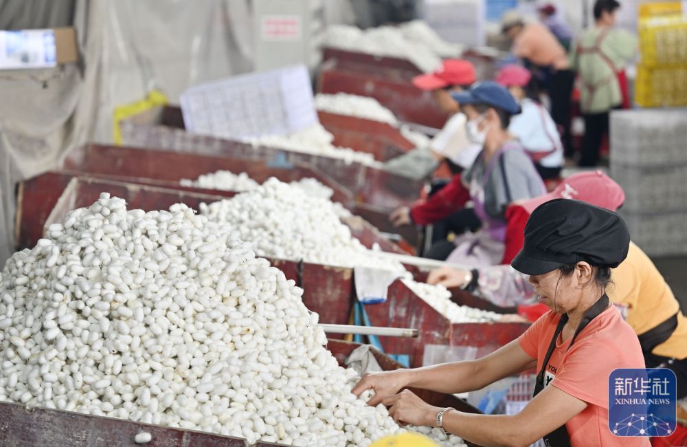 广西鹿寨：蚕茧丰收上市
