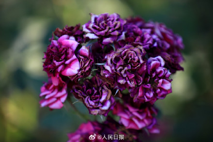 月季惊艳绽放 配色太美了