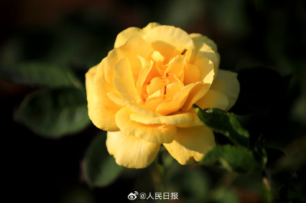 月季惊艳绽放 配色太美了