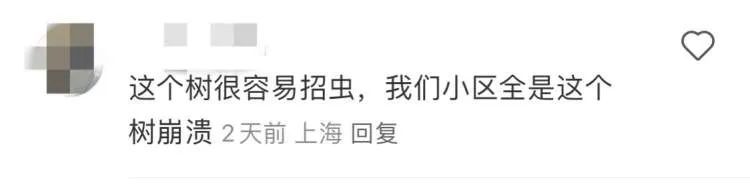 上海近期高发!到处“黏哒哒”,单车汽车都中招,真凶竟是→ 上海近期高发!到处“黏哒哒”,单车汽车都中招,真凶竟是→