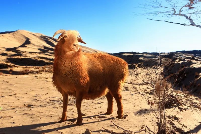“阿勒泰”商标遭抢注？驳回！