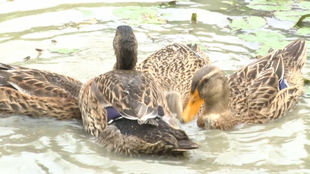 贵阳这个知名景区又遇上福寿螺繁殖季！公园管理处：福寿螺天敌已就位