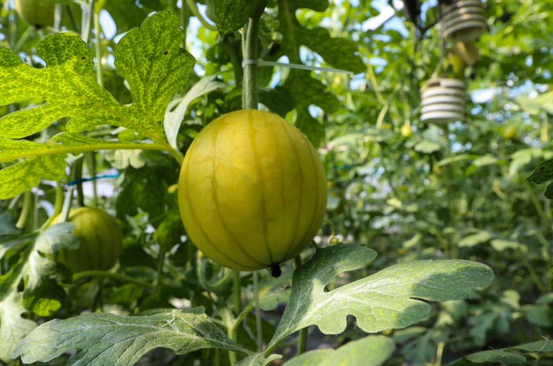 西瓜熟啦！快来北京这些地方采摘今夏第一颗瓜——