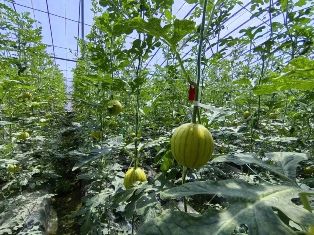 西瓜熟啦！快来北京这些地方采摘今夏第一颗瓜——