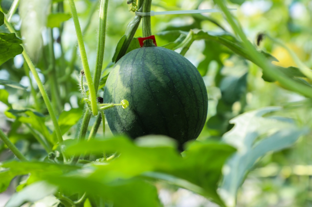 西瓜熟啦！快来北京这些地方采摘今夏第一颗瓜——