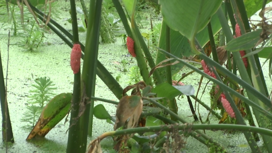 贵阳这个知名景区又遇上福寿螺繁殖季！公园管理处：福寿螺天敌已就位