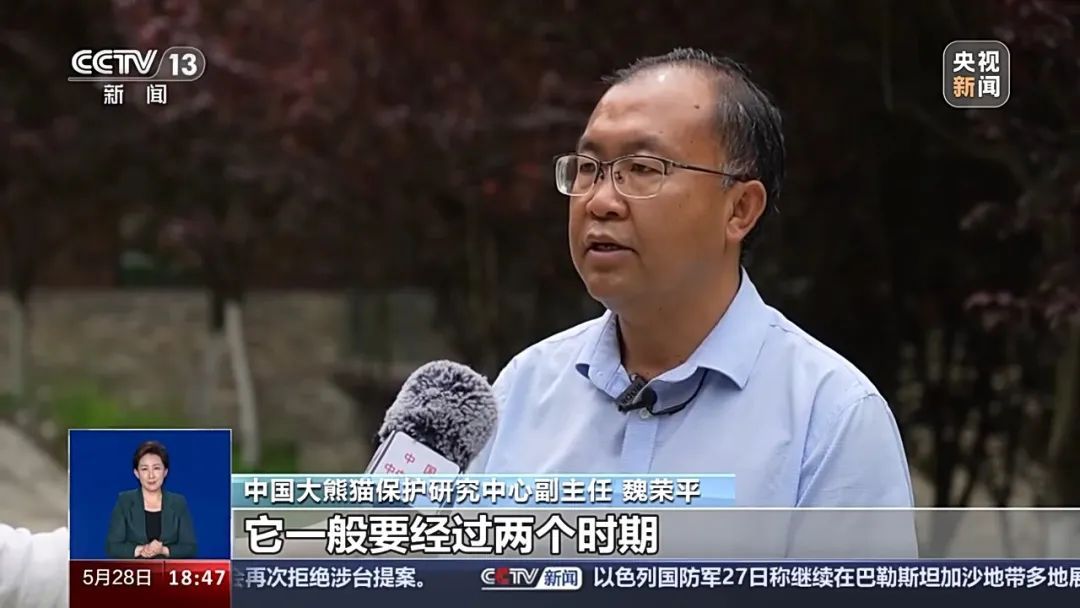 官方回应“福宝”颈项局部出现断毛现象