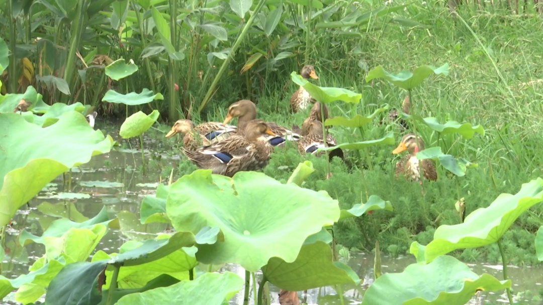 贵阳这个知名景区又遇上福寿螺繁殖季！公园管理处：福寿螺天敌已就位