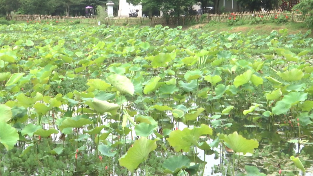 贵阳这个知名景区又遇上福寿螺繁殖季！公园管理处：福寿螺天敌已就位