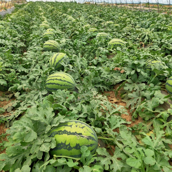 西瓜熟啦！快来北京这些地方采摘今夏第一颗瓜——