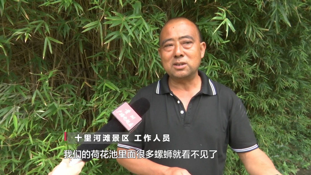 贵阳这个知名景区又遇上福寿螺繁殖季！公园管理处：福寿螺天敌已就位