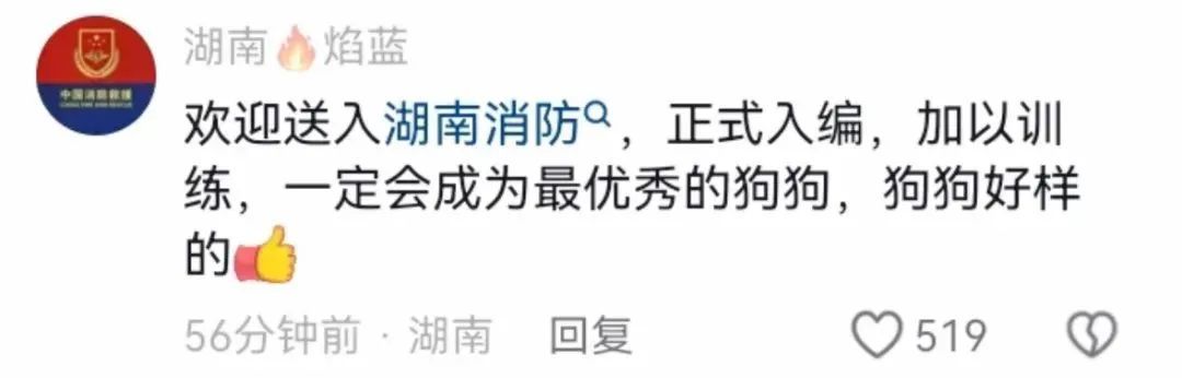 流浪狗刨土救出小奶猫，网友：这是狗狗侠