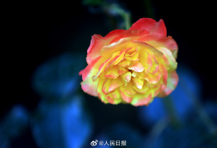 月季惊艳绽放 配色太美了