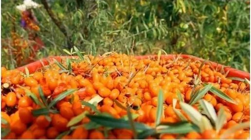 “阿勒泰”商标遭抢注？驳回！