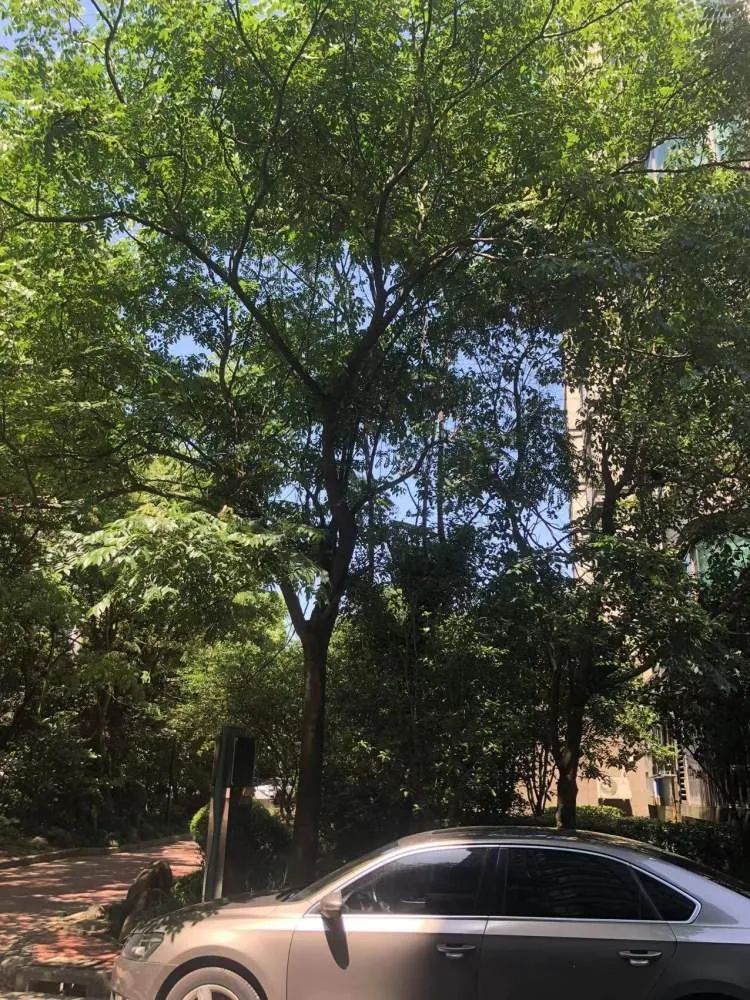 上海近期高发!到处“黏哒哒”,单车汽车都中招,真凶竟是→ 上海近期高发!到处“黏哒哒”,单车汽车都中招,真凶竟是→