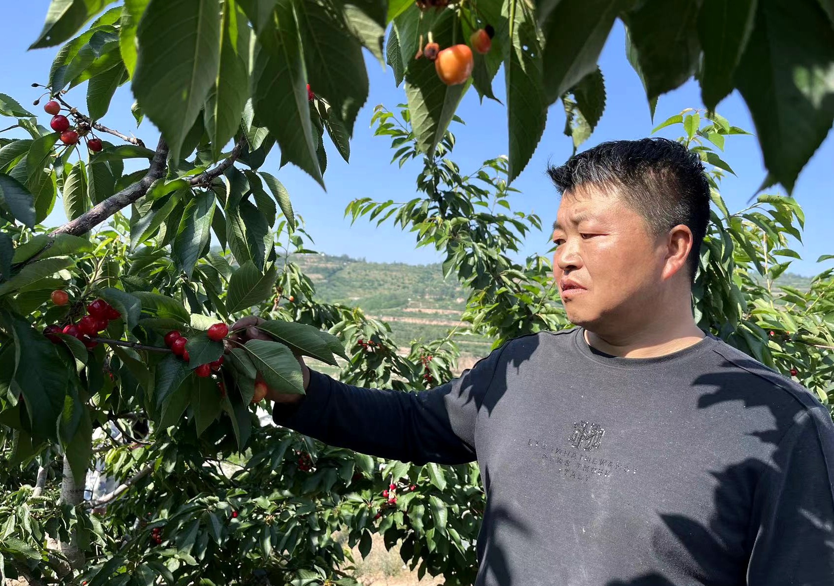 甘肃天水：金融创新“贷”动产业更“红火”