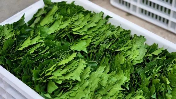 新疆这种“黄金叶”,远销欧洲40余国! 新疆这种“黄金叶”,远销欧洲40余国!