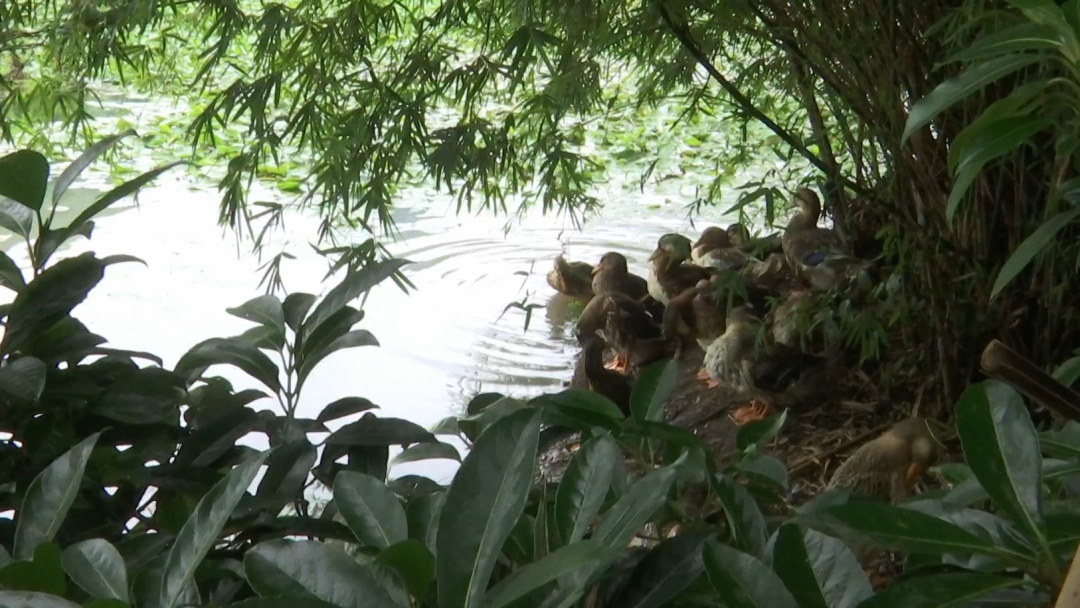 贵阳这个知名景区又遇上福寿螺繁殖季！公园管理处：福寿螺天敌已就位