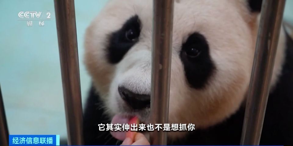大熊猫“福宝”回家后的日常：已适应家乡食物，将在六月与公众见面