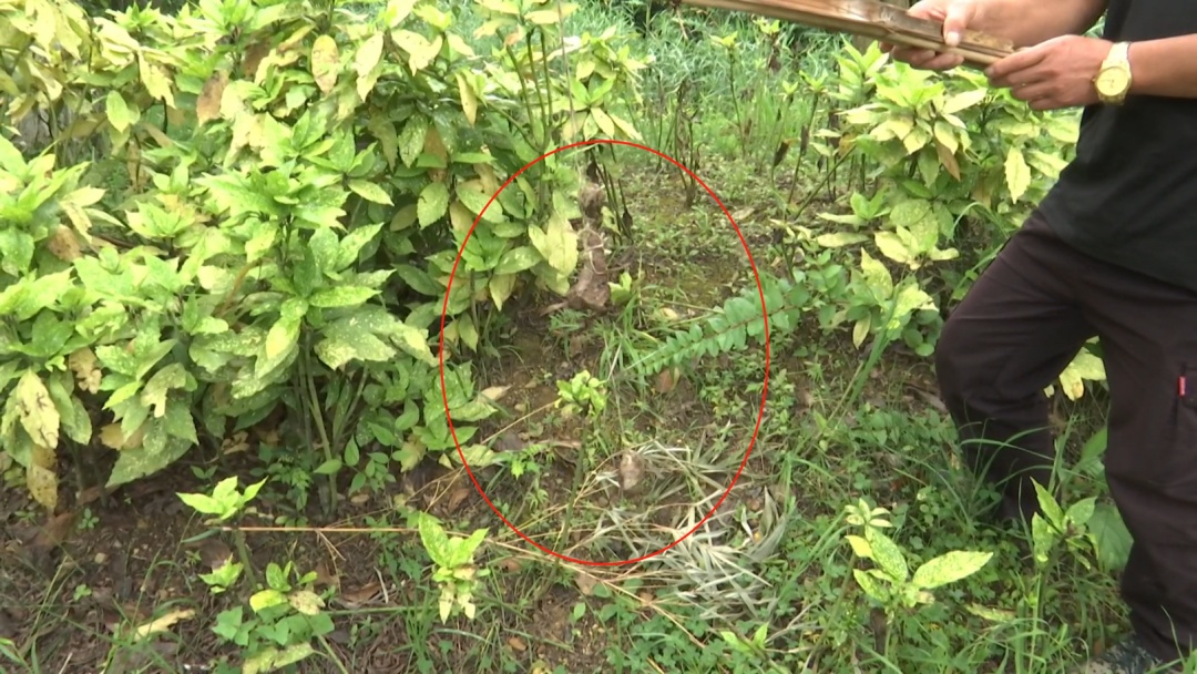 贵阳这个知名景区又遇上福寿螺繁殖季！公园管理处：福寿螺天敌已就位