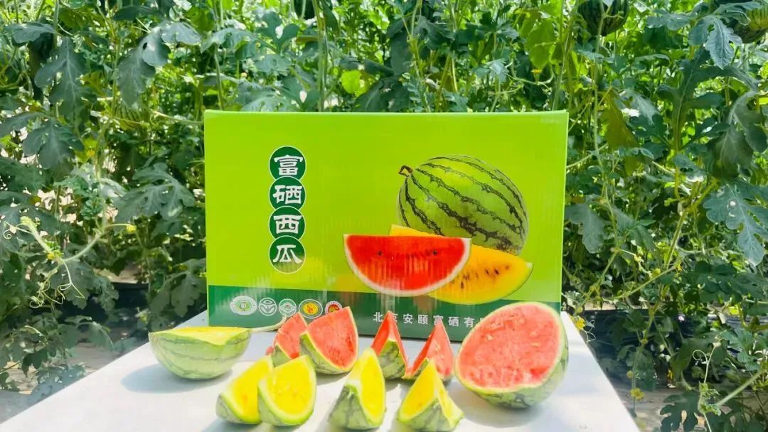 西瓜熟啦！快来北京这些地方采摘今夏第一颗瓜——