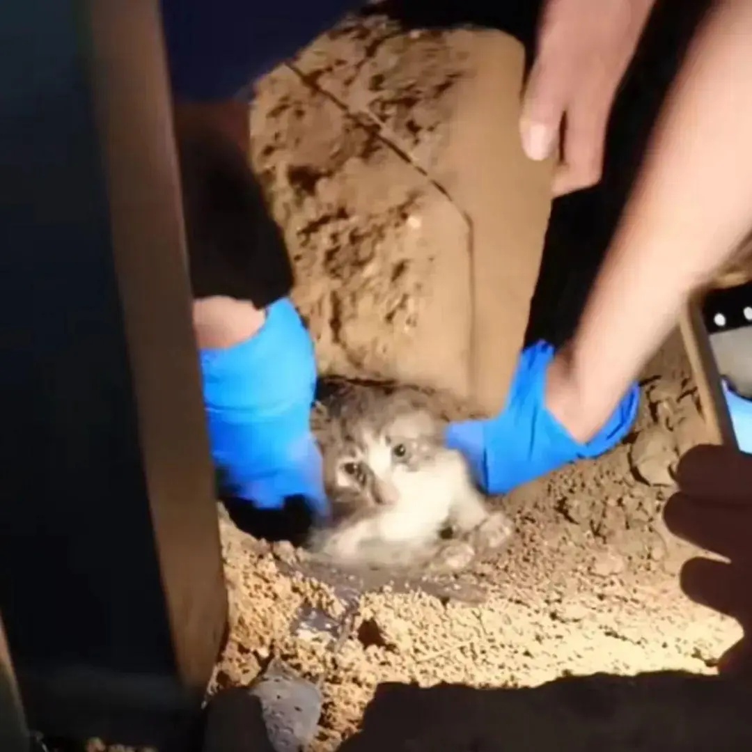 流浪狗刨土救出小奶猫，网友：这是狗狗侠