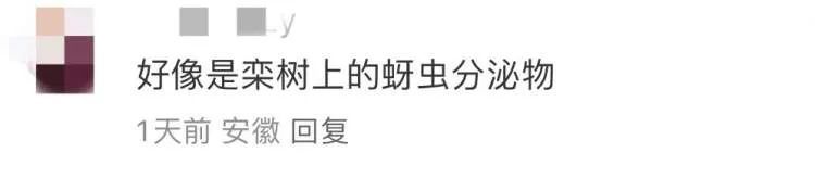 上海近期高发!到处“黏哒哒”,单车汽车都中招,真凶竟是→ 上海近期高发!到处“黏哒哒”,单车汽车都中招,真凶竟是→