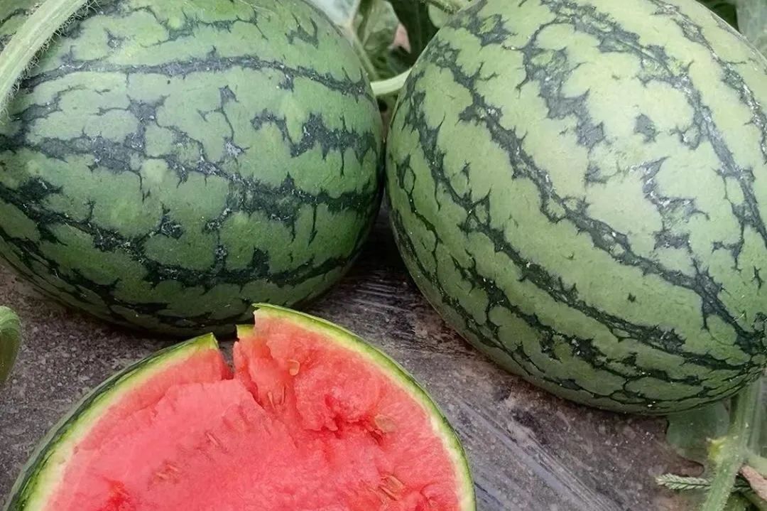 西瓜熟啦！快来北京这些地方采摘今夏第一颗瓜——