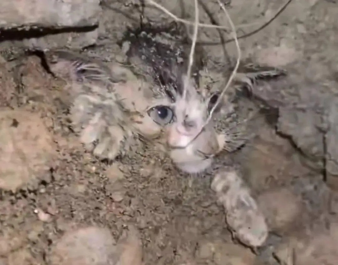 流浪狗刨土救出小奶猫，网友：这是狗狗侠