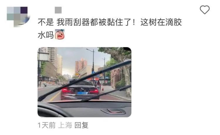 上海近期高发!到处“黏哒哒”,单车汽车都中招,真凶竟是→ 上海近期高发!到处“黏哒哒”,单车汽车都中招,真凶竟是→