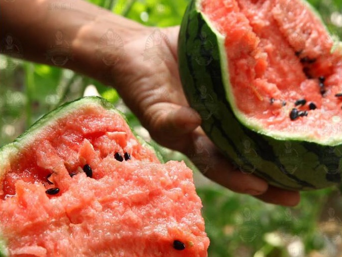 西瓜熟啦！快来北京这些地方采摘今夏第一颗瓜——