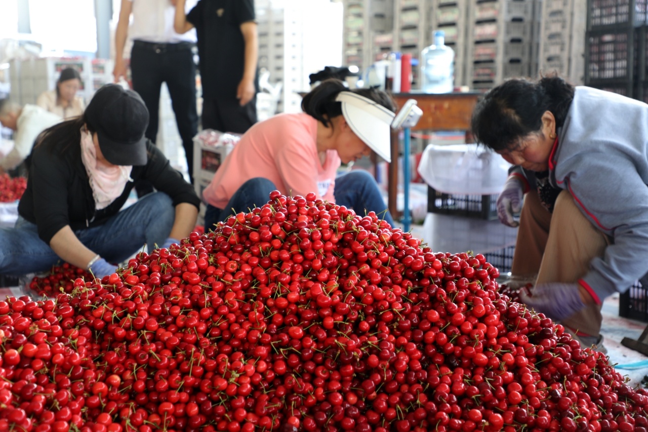 甘肃天水：金融创新“贷”动产业更“红火”