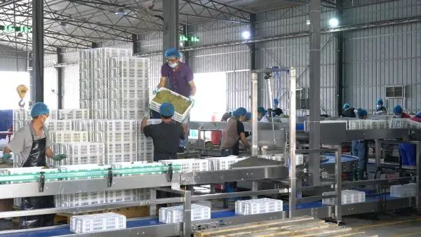 新疆这种“黄金叶”,远销欧洲40余国! 新疆这种“黄金叶”,远销欧洲40余国!