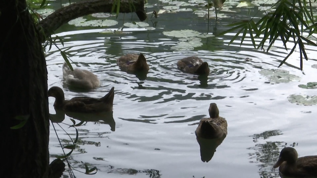 贵阳这个知名景区又遇上福寿螺繁殖季！公园管理处：福寿螺天敌已就位