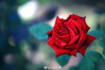 月季惊艳绽放 配色太美了