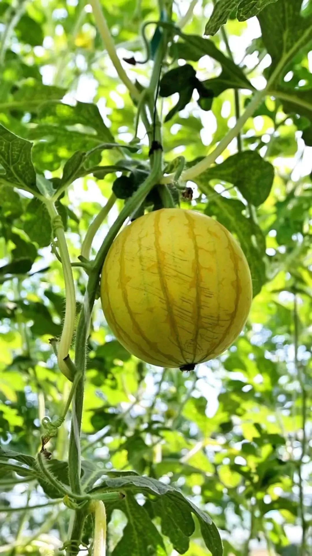 西瓜熟啦！快来北京这些地方采摘今夏第一颗瓜——