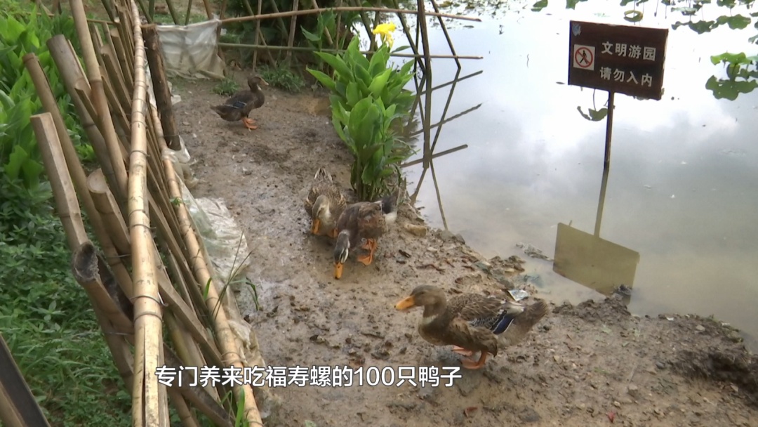 贵阳这个知名景区又遇上福寿螺繁殖季！公园管理处：福寿螺天敌已就位