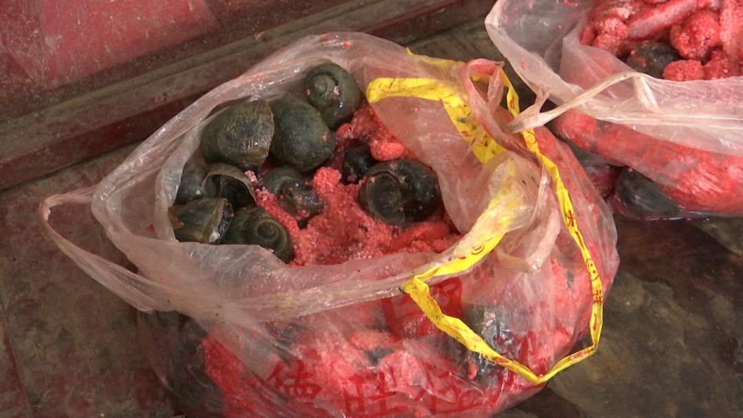 贵阳这个知名景区又遇上福寿螺繁殖季！公园管理处：福寿螺天敌已就位