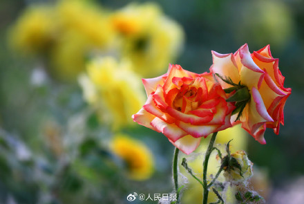 月季惊艳绽放 配色太美了