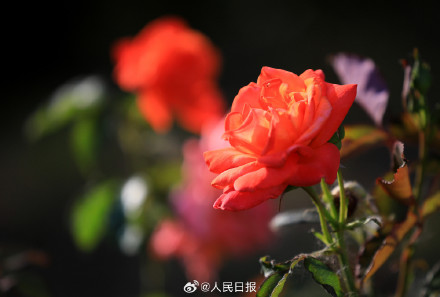 月季惊艳绽放 配色太美了