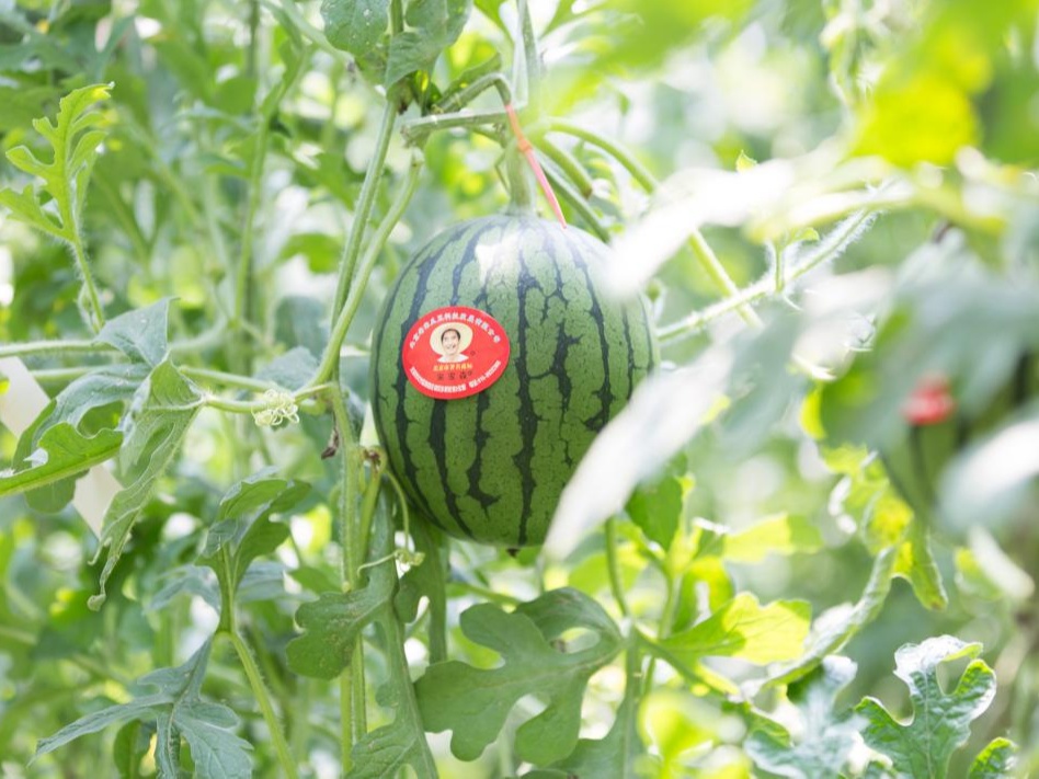西瓜熟啦！快来北京这些地方采摘今夏第一颗瓜——