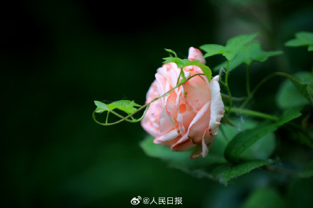 月季惊艳绽放 配色太美了