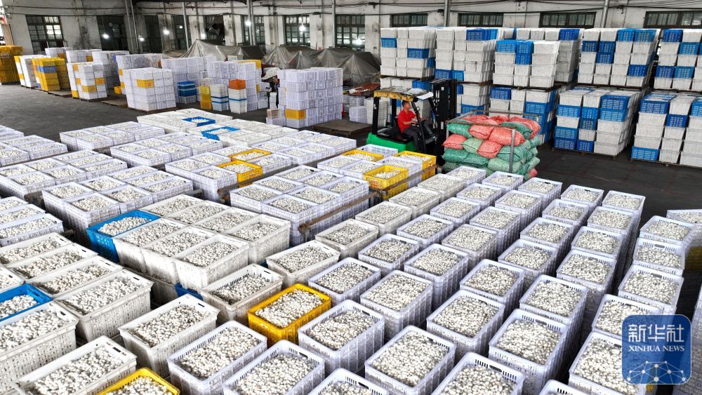 广西鹿寨：蚕茧丰收上市